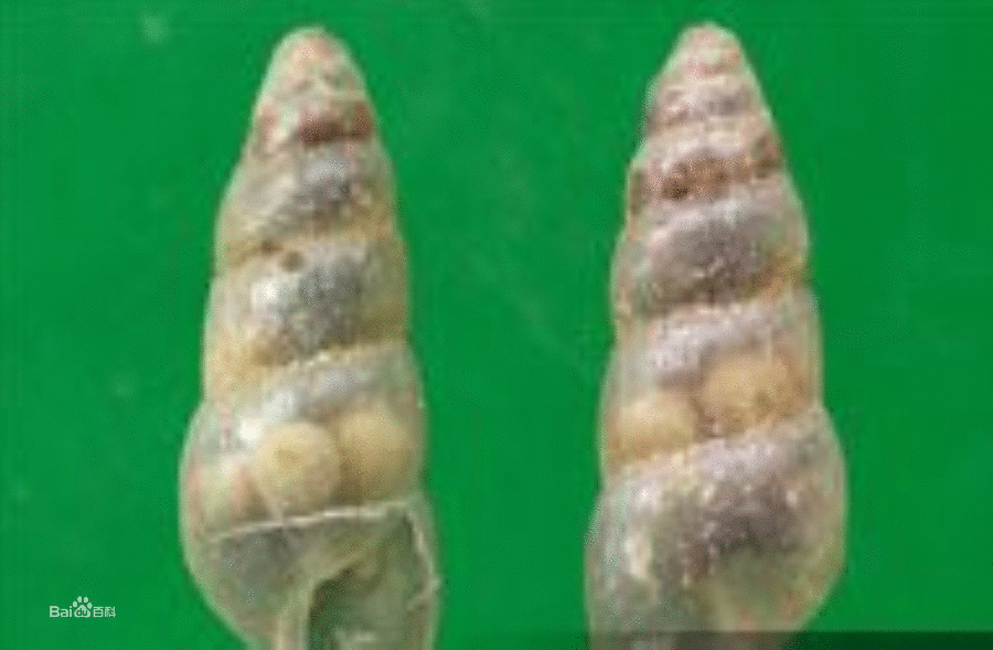  p>细钻螺( i>opeas gracile /i>)又称长锥螺