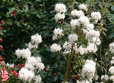  p>碎米花(学名: i>rhododendron spiciferum /i> franch.