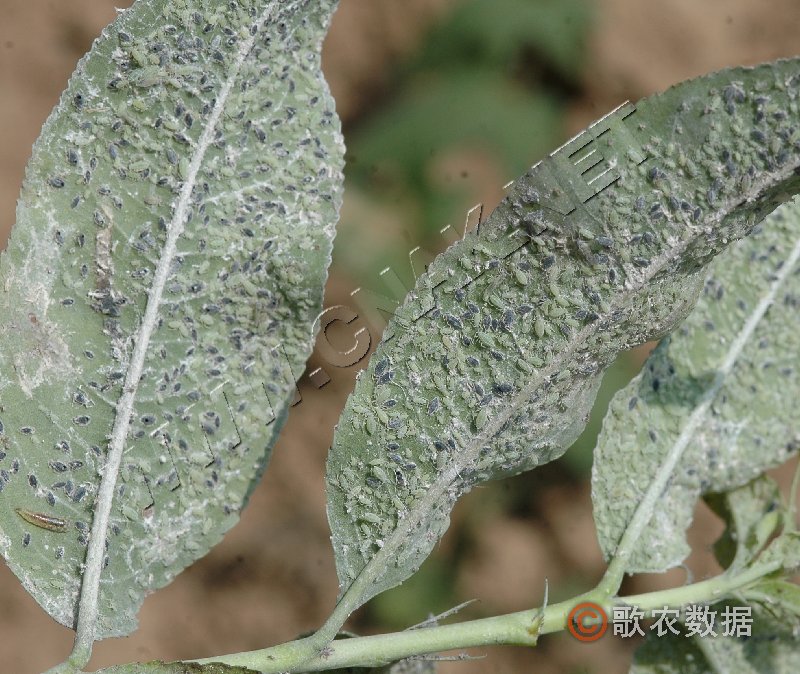  p>桃粉蚜是害虫的一种,属同翅目,蚜科.中国南北果区都有分布.
