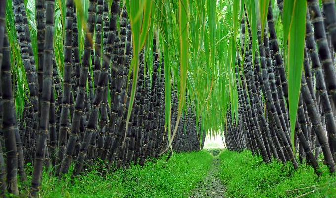  p>甘蔗属(拉丁学名:saccharum l.