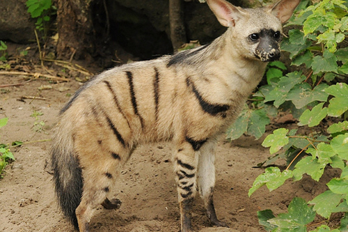  p>土狼(学名: i>proteles cristatus /i>):体长约80厘米,肩部高而