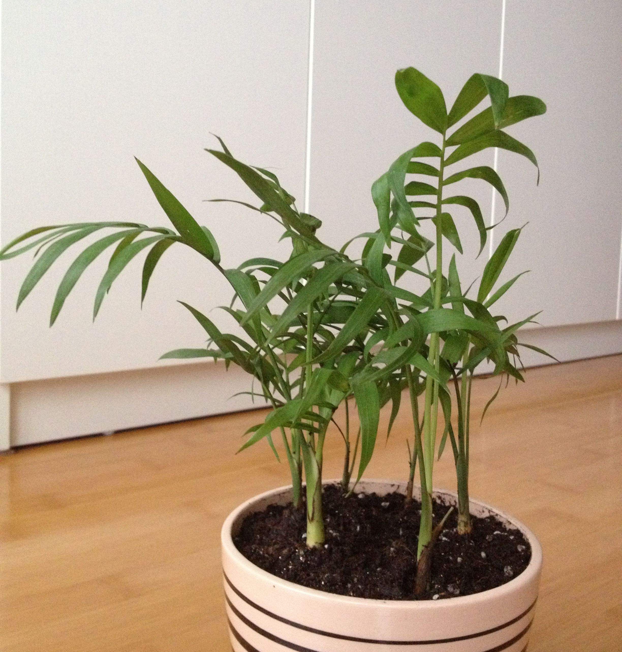  p>夏威夷椰子又名竹茎玲珑椰子,竹节椰子,雪佛里椰子等,为棕榈科茶马