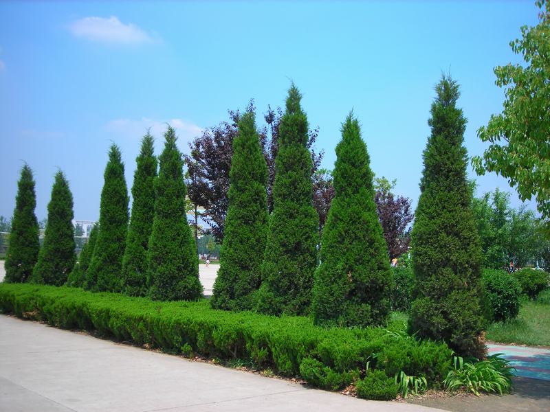 树冠圆柱状或柱状塔形;枝条向上直展,常有扭转上升之势,小枝密,在枝端