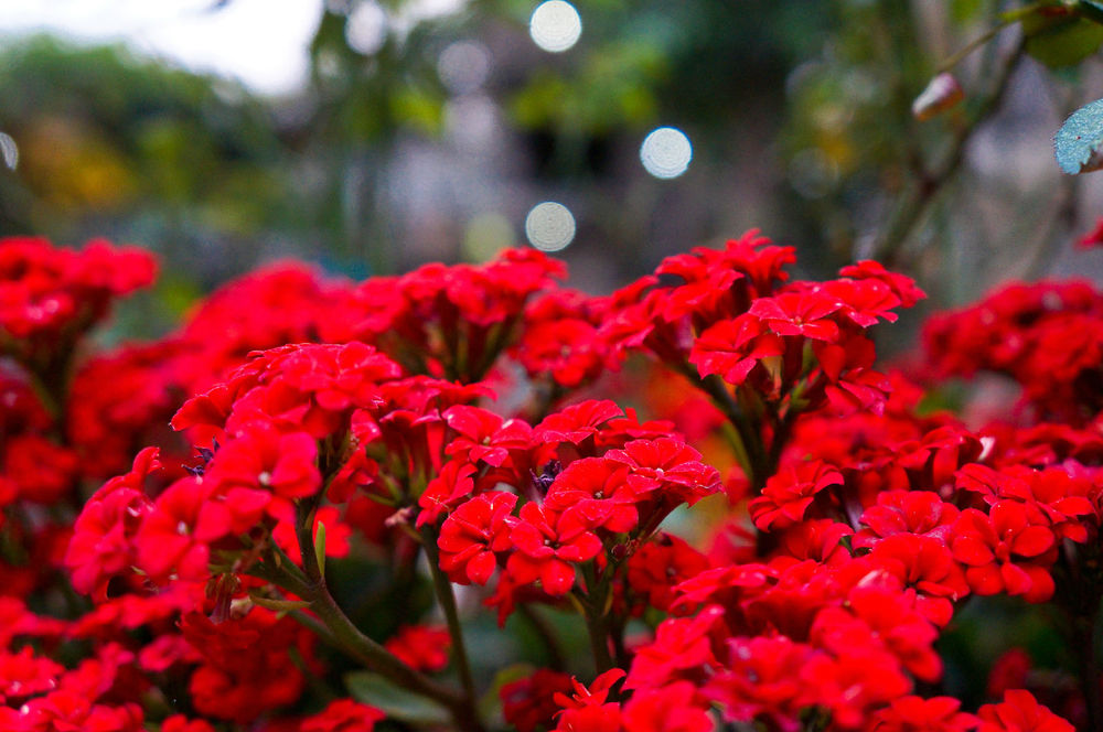 安徽的物产有合肥四大名点来安花红巢湖银鱼白云春毫茶李鸿章杂烩等