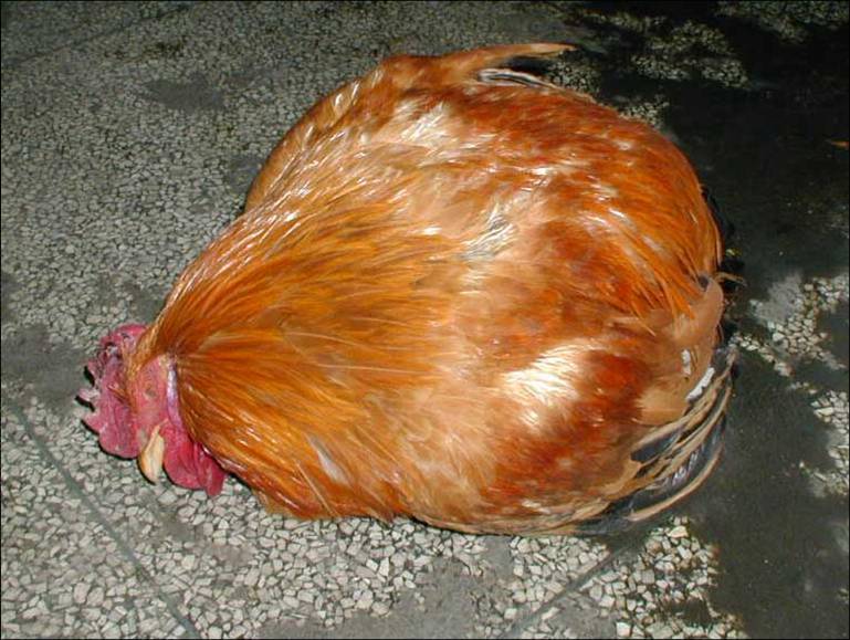 矿物鸡
