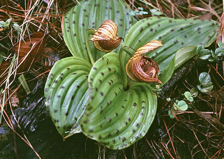  p>斑叶杓兰(学名: i>cypripedium margaritaceum /i>  franch.
