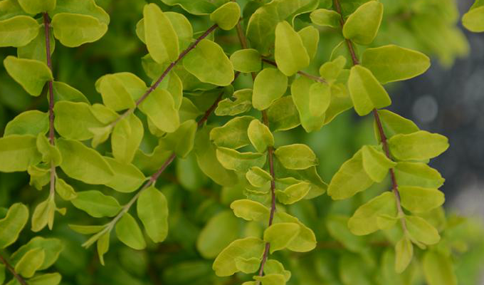 侧芽单生;小枝棕色,无毛或被微柔毛;叶近革质,倒卵形,卵形或近圆形
