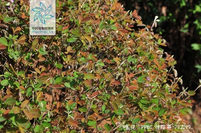  p>小雀花,是 a target="_blank" href="/item/豆科/3672199" data