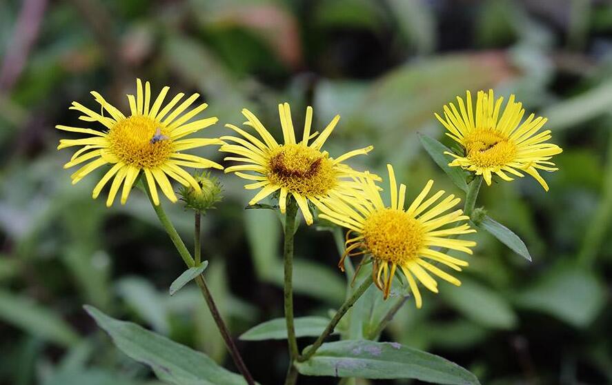  p> b>柳叶旋覆花 /b>(学名: i>inula salicina /i>)为 a>桔梗目 /a>