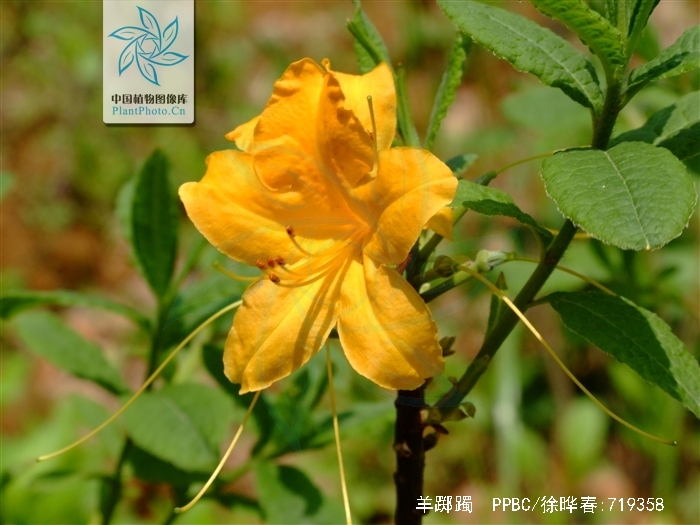 羊踯躅(羊踯躅别名) - 0415花卉网