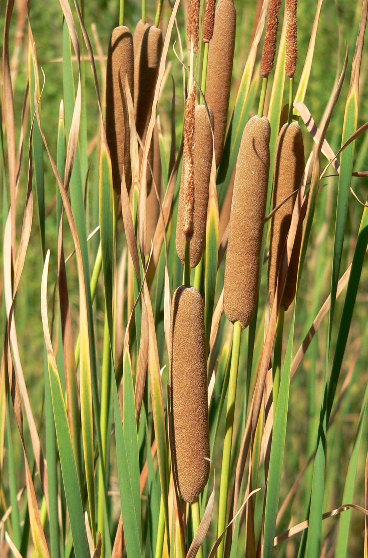 是香蒲科香蒲属植物,多年生水生或沼生草本.