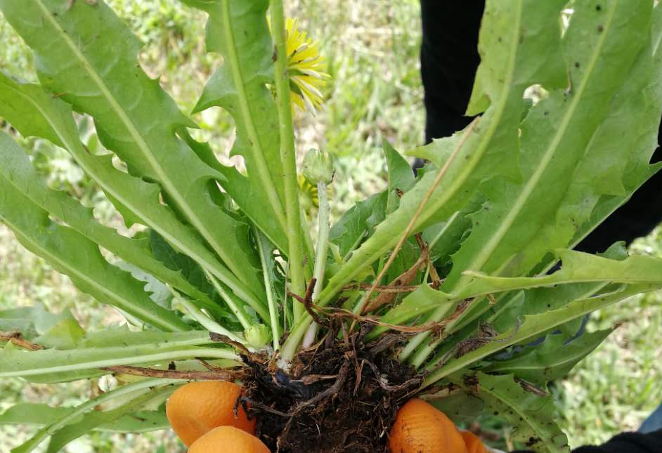  p>橡胶草(学名: i>taraxacum kok-saghyz /i> rodin)是菊科,蒲公英属