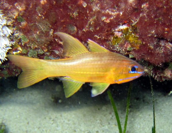 apogon  chrysotaenia