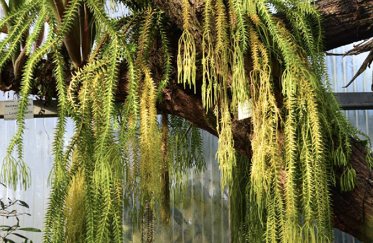 l. love et d. love)是石杉科马尾杉属植物,大型附生蕨类.