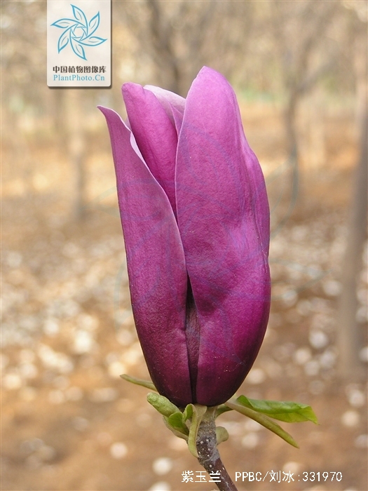  p>紫玉兰(学名: i>magnolia liliflora  /i>desr.