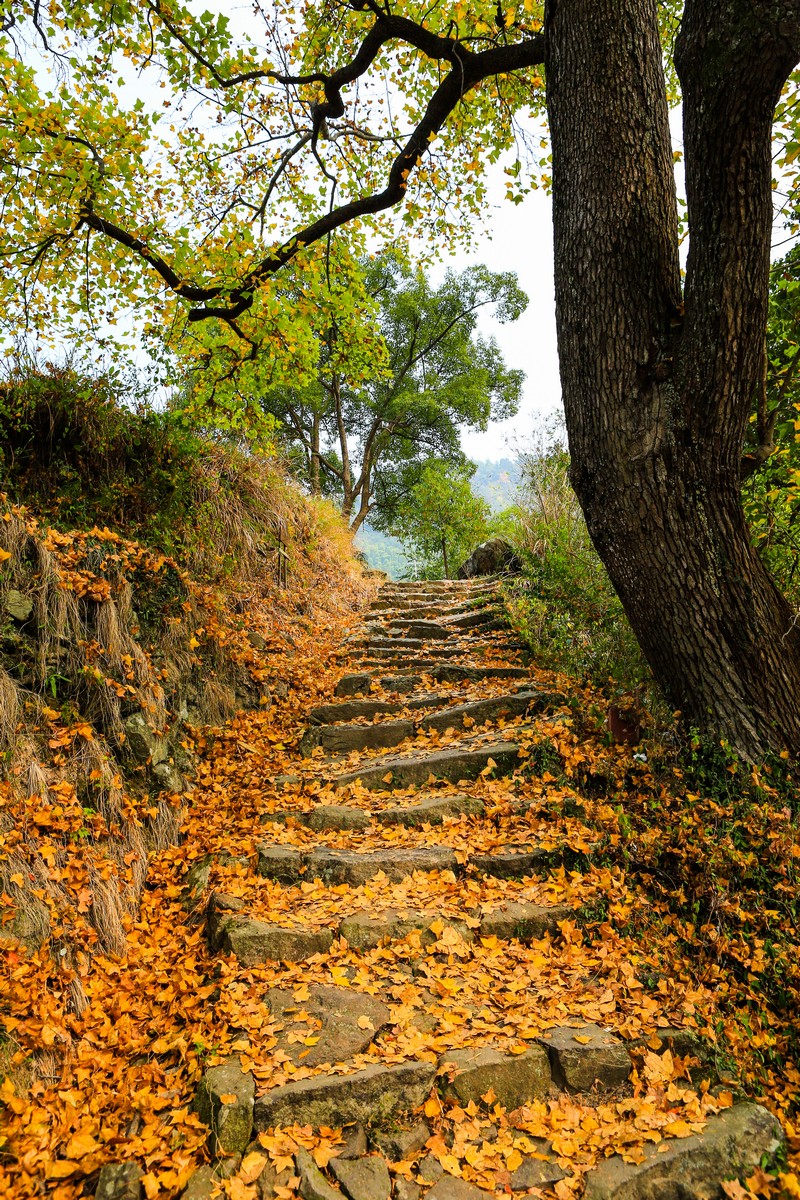  p data-id="gnb2byqssp">东坪古道,位于浙江省衢州市衢江区 a target