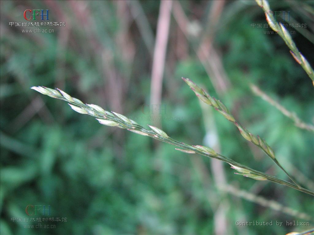  p>硬草属( a target="_blank" href="/item/学名/8074290" data