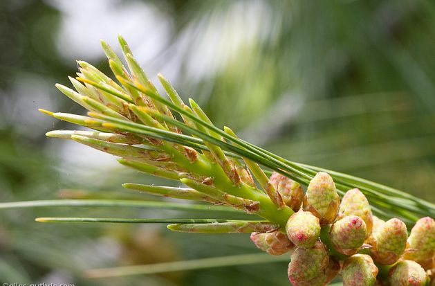  p>华山松(学名: i>pinus armandii /i> franch.