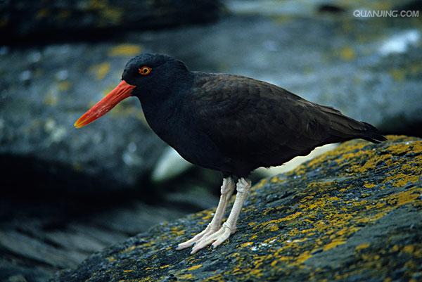 (拉丁名: i>haematopus ostralegus /i>)是中型涉禽,体羽以纯黑色或黑