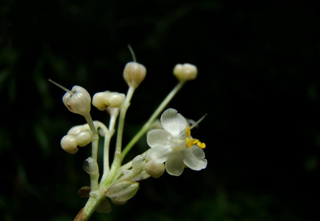  p>川杜若腊叶标本,该标本采集自重庆金佛山国家级自然保护区,采集