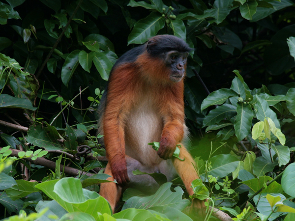 west african red colobus