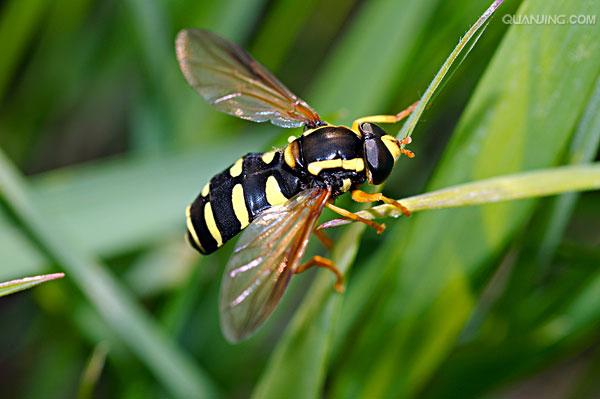 食蚜蝇
