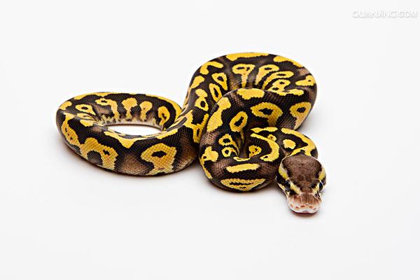  p>球蟒(英文:ball pythons)生活在 a href="#" data-lemmaid="802442