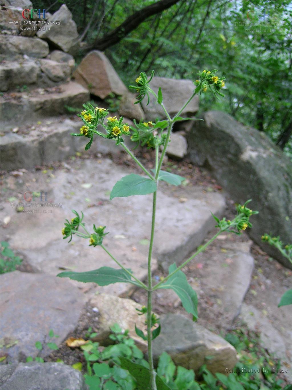 siegesbeckia pubescens