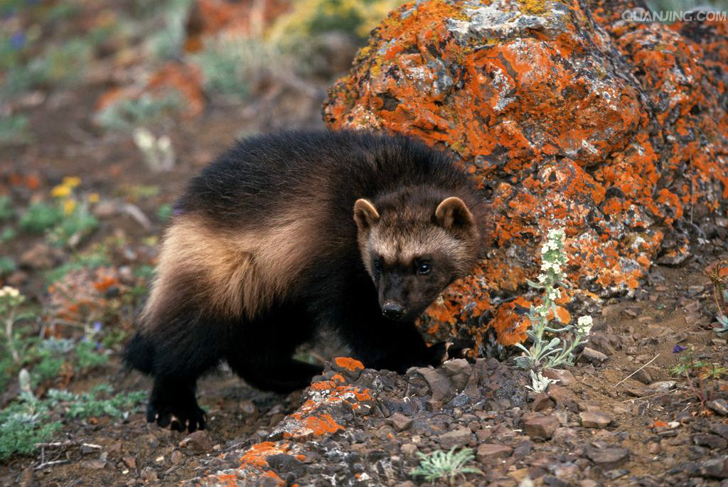  p>鼬科又名 a href="#">貂科 /a>,拥有 a href="#">犬型类 /a>超过半