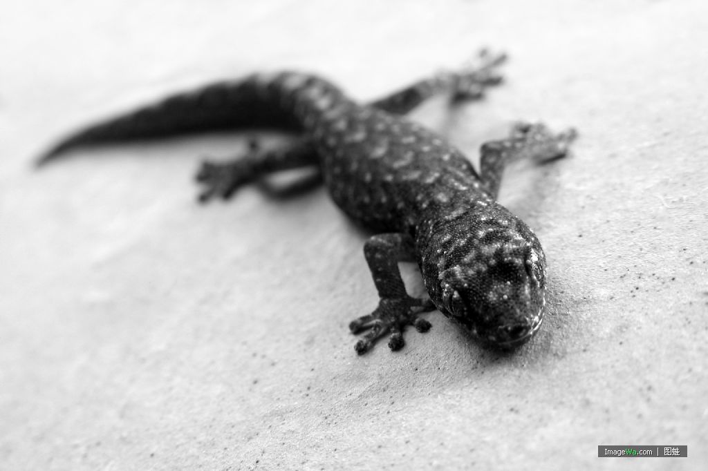  p>壁虎是蜥蜴的一种,又称"守宫".