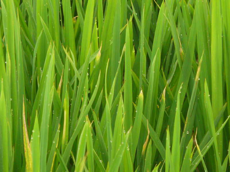 水稻干尖线虫病