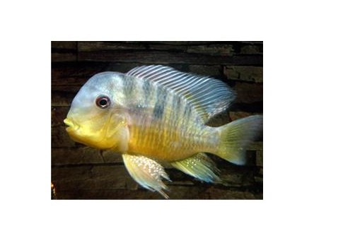  p>和尚鱼(geophagus balzanii):杂食性,体形圆润,个性温和接近于关刀