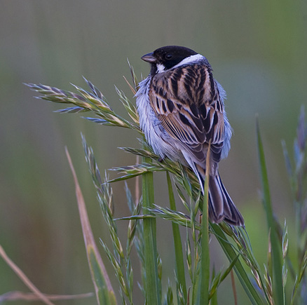emberiza schoeniclus minor