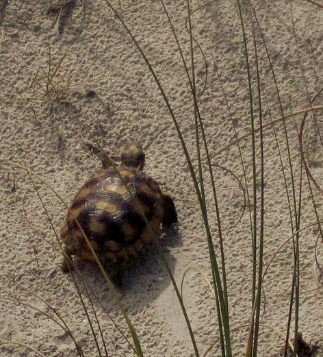  p>哥法地鼠龟(学名: i>gopherus polyphemus /i>):又名佛州地鼠龟,最