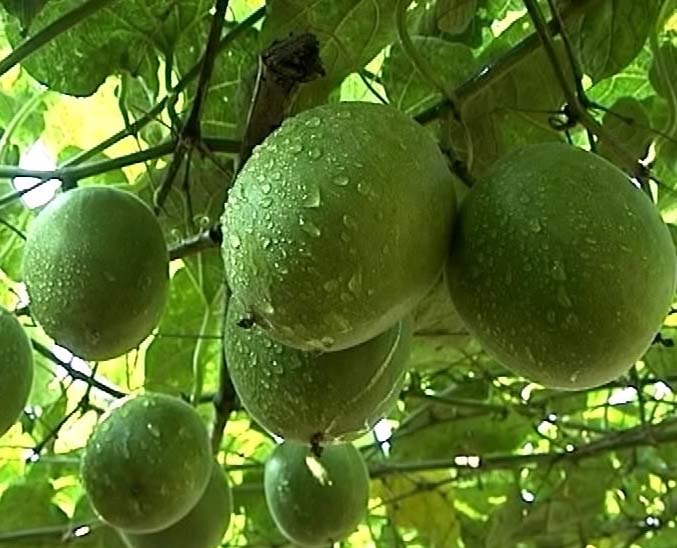  p>罗汉果, a target="_blank" href="/item/葫芦科">葫芦科 /a>