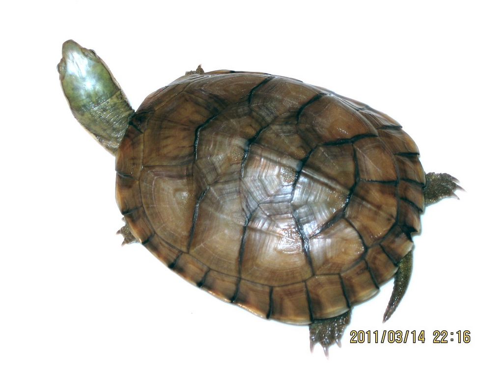  p>腊戍拟水龟是属于淡水龟科的一种动物.