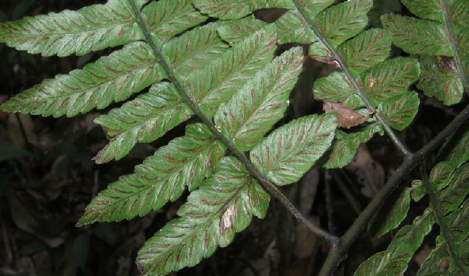  p>镰羽短肠蕨( a target="_blank" href="/item/学名/8074290" data