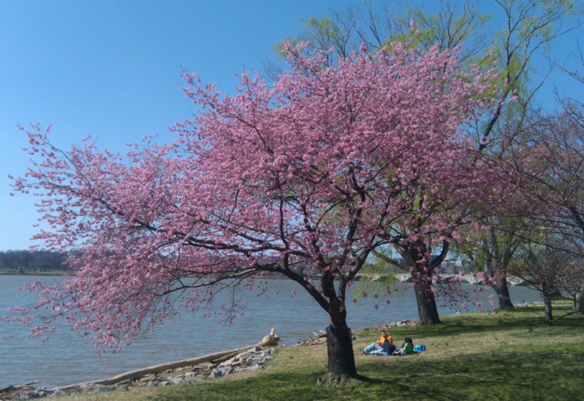 华盛顿樱花园(washington cherry garden):每年春天来临时,美国首都<a