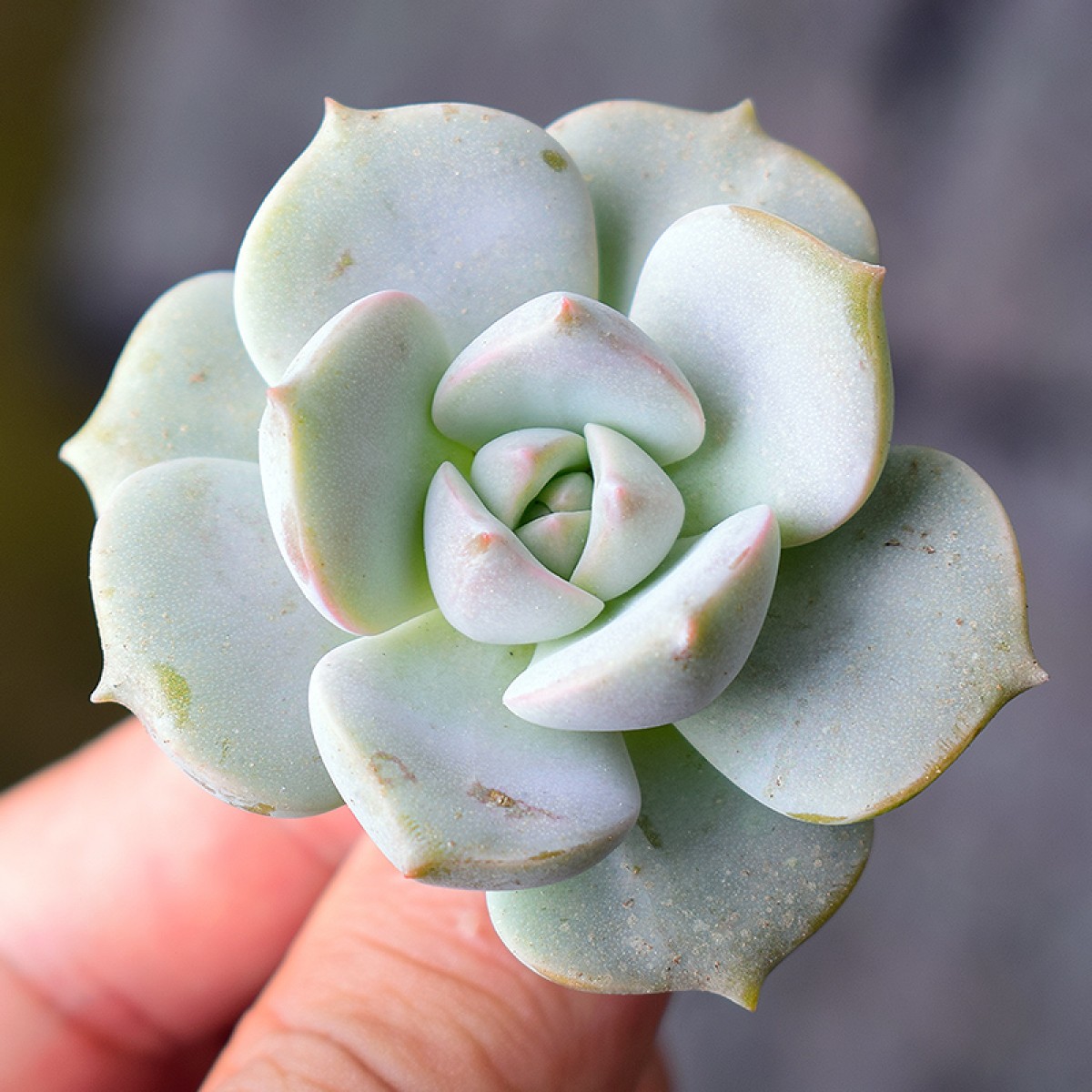 data-ctrid="tyf0meekcjwm">白牡丹是景天科石莲花属多年生肉植物