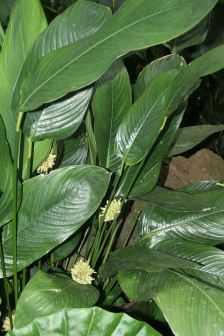 柊叶_百度百科