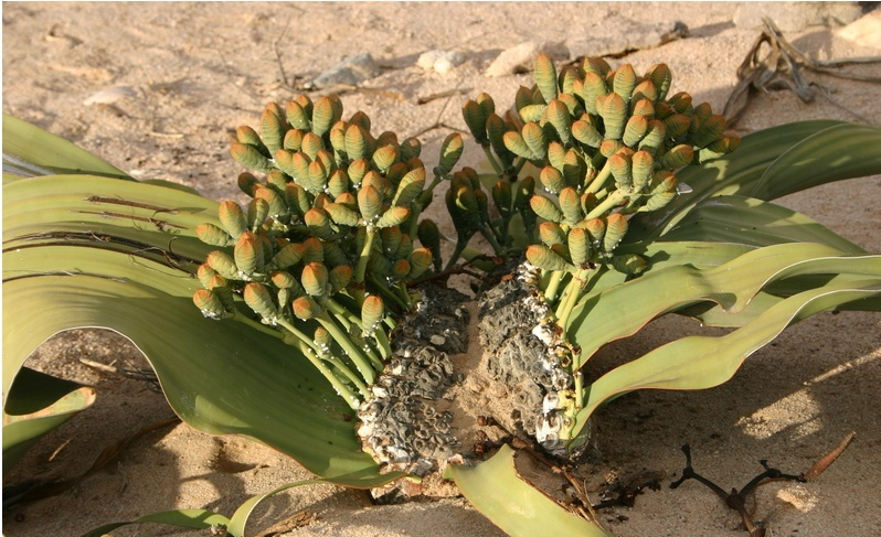 是百岁兰科百岁兰属植物.