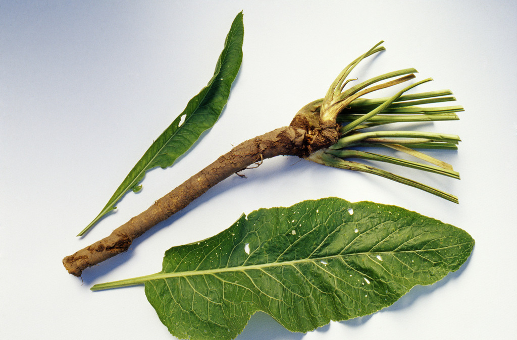 p. gaertner et schreb.)是十字花科,辣根属植物.