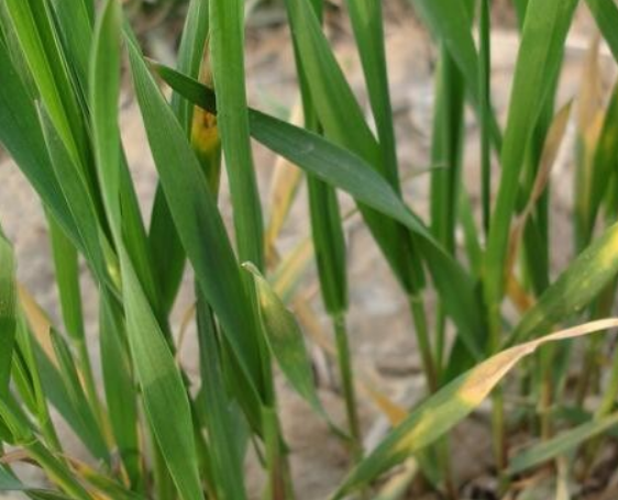  p>小麦丛矮病是由北方禾谷花叶病毒引起的,发生在 a target="_blank"