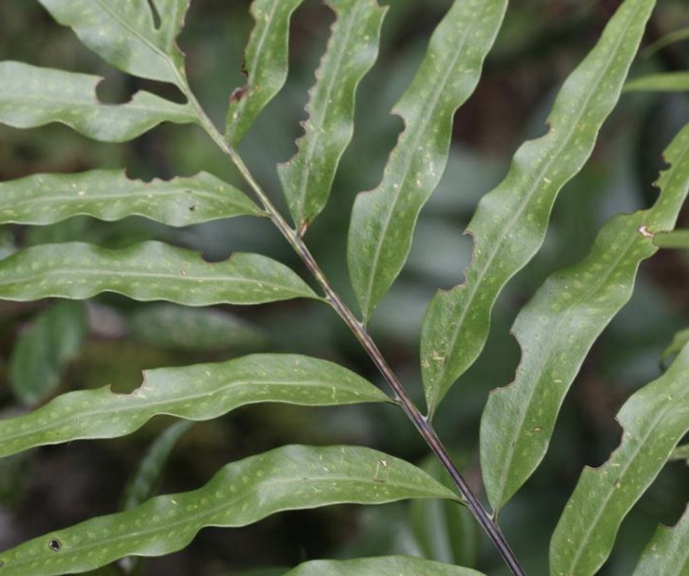 don) pic. serm)是石水龙骨科,瘤蕨属石上附生植物.