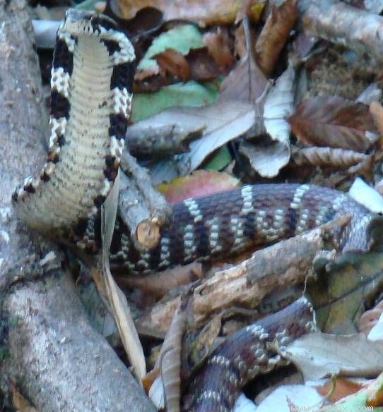 大眼斜鳞蛇
