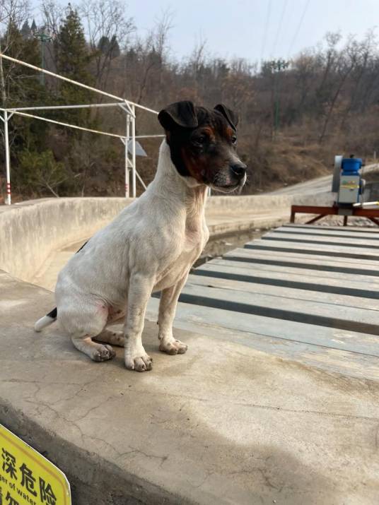 太仓犬_百度百科