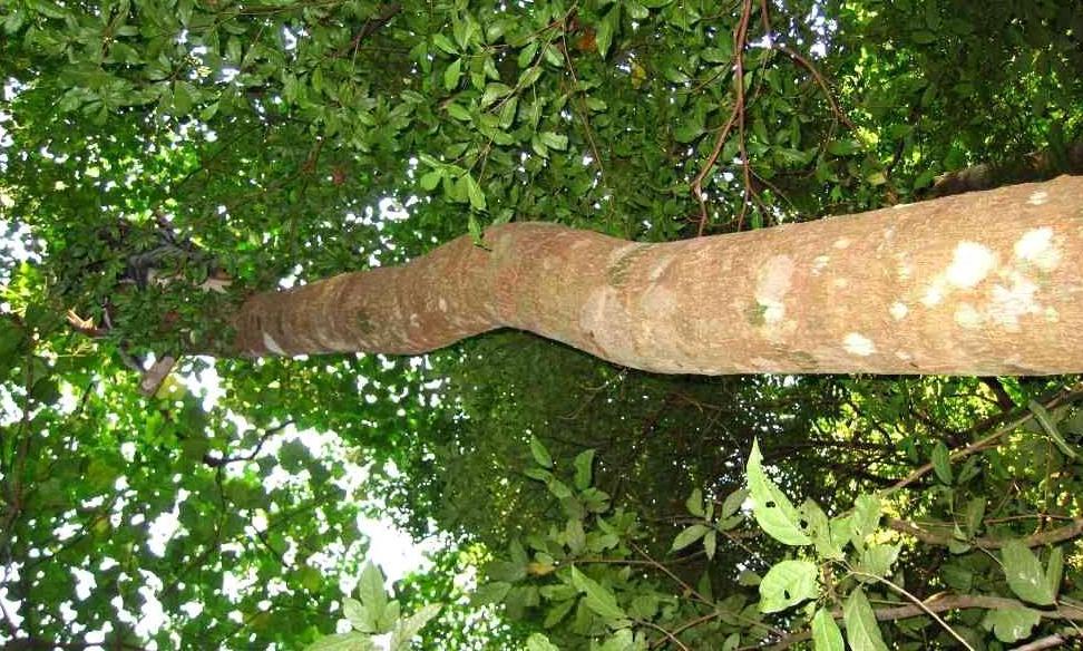 米老排广西166家系