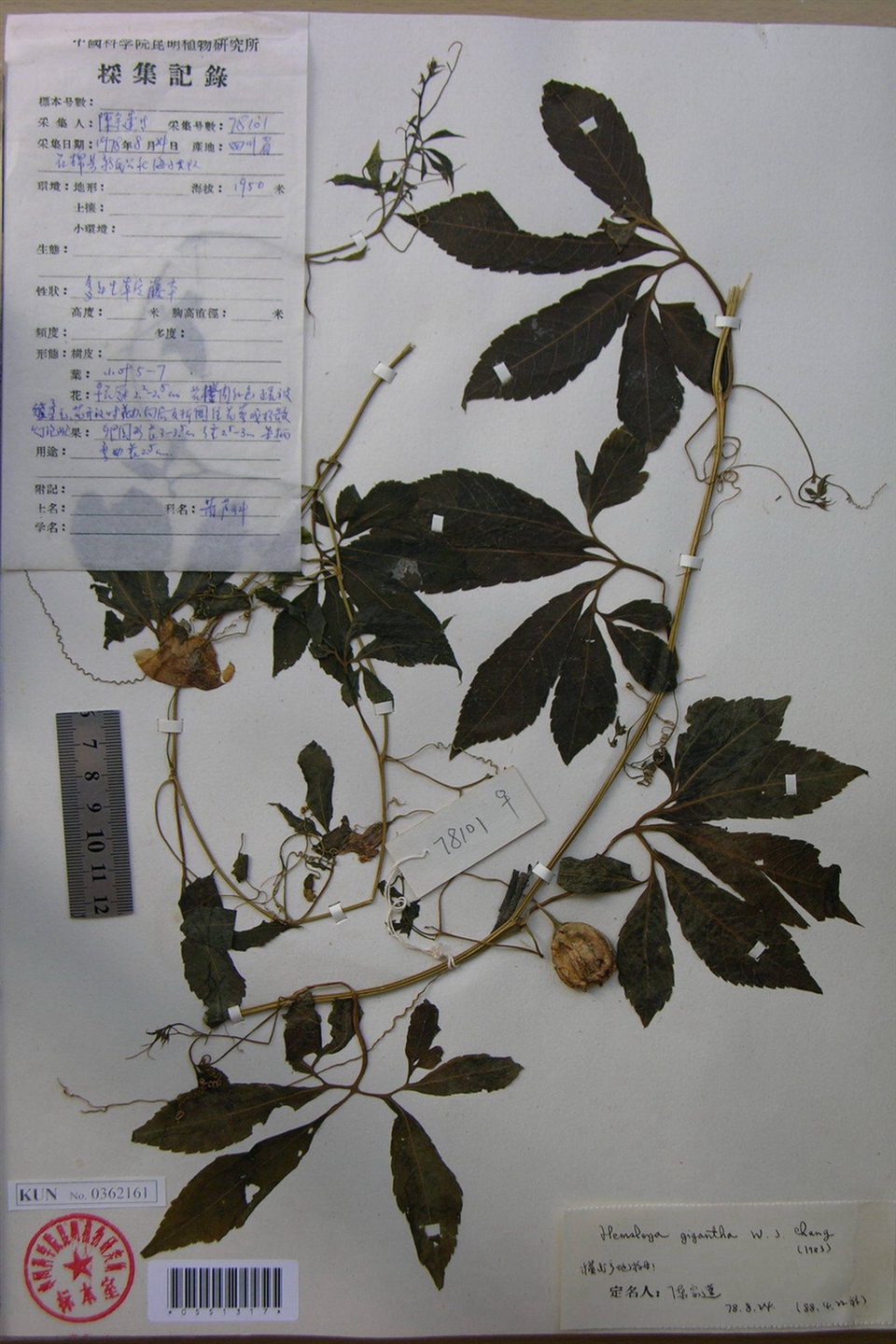 chang)是葫芦科,雪胆属植物.多年生攀援草本植物.