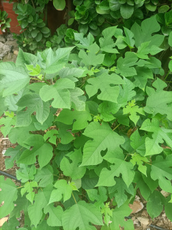 构（桑科构属植物）_百度百科