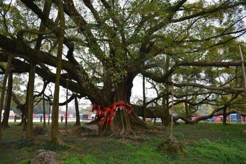 蒙山洲头古榕公园_百度百科